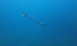Coral Sub TÃ©nÃ©rife site de plongÃ©eRoca Fabian