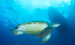 Coral Sub TÃ©nÃ©rife site de plongÃ©eObispo Bufadero